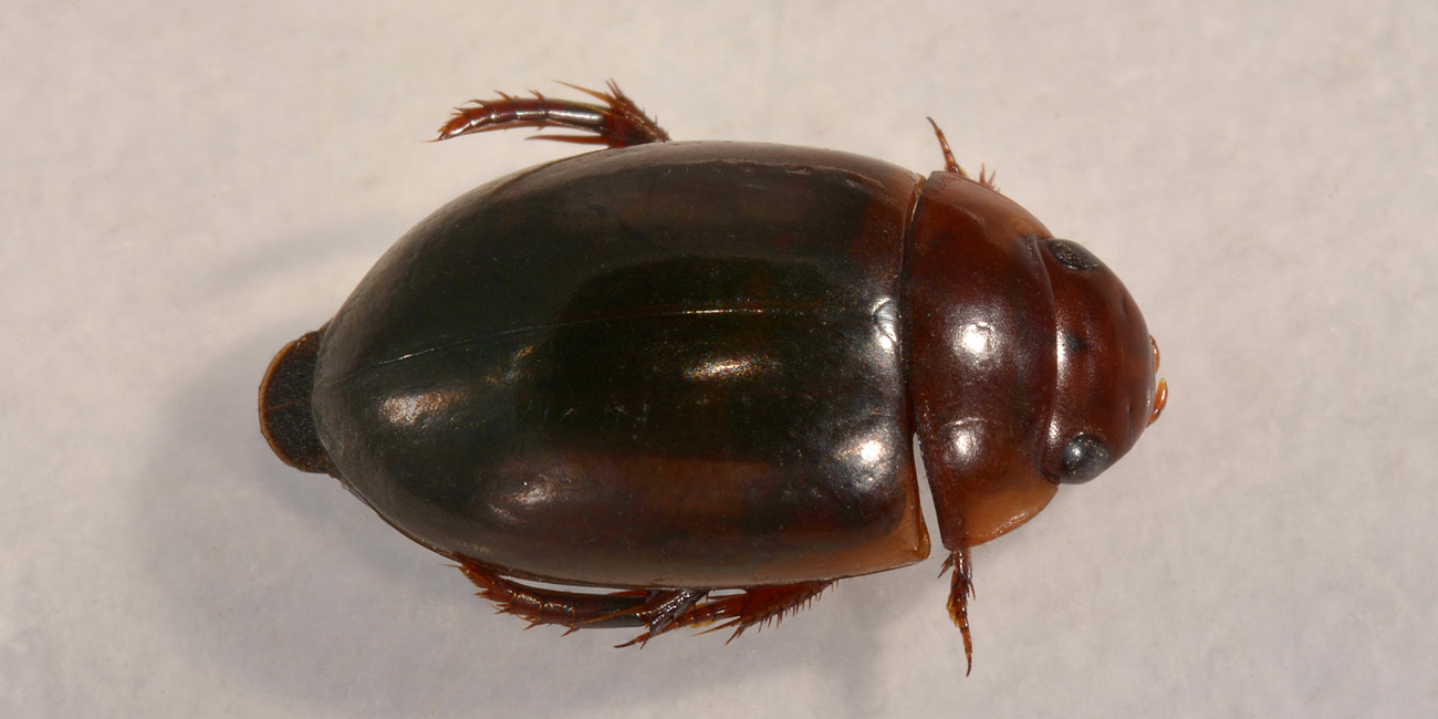 Dytiscidae: Agabus sp? S, Agabus brunneus